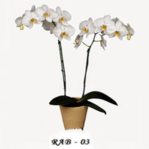 RAB-03