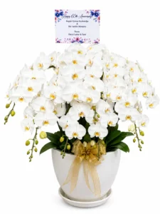 Anggrek_Bulan_6-225x300 Anggrek_Bulan_6